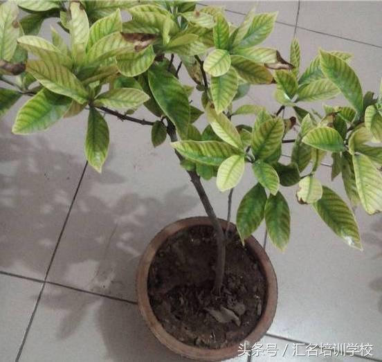 榕树盆栽大全：养护技巧与精选品种