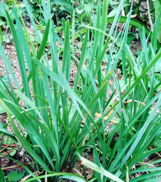 盆栽茉莉 养护：打造家中芬芳小角落