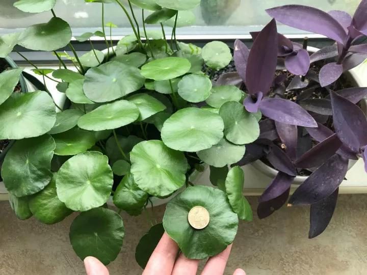 盆栽矮牵牛花图片：如何养护与管理