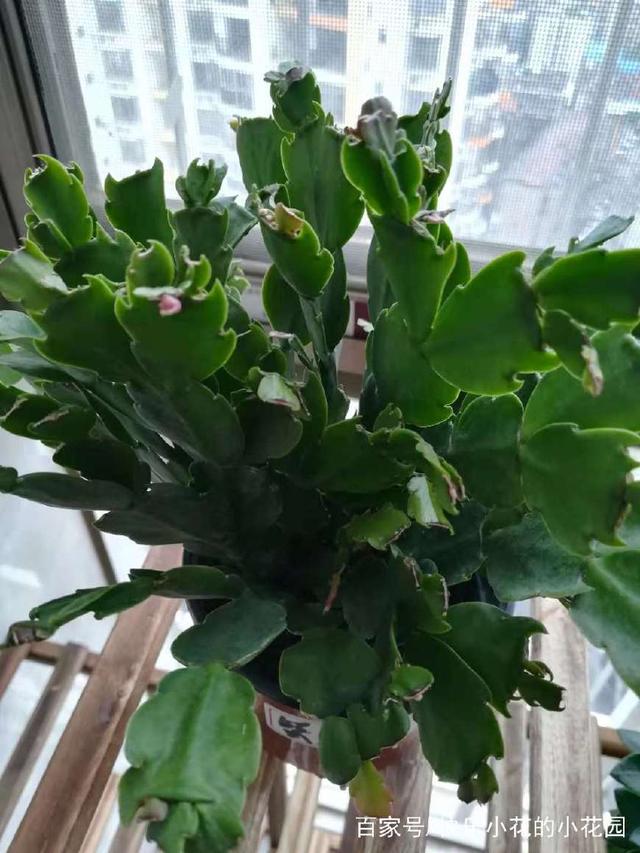 家中香菜盆栽照片：种植与养护全攻略