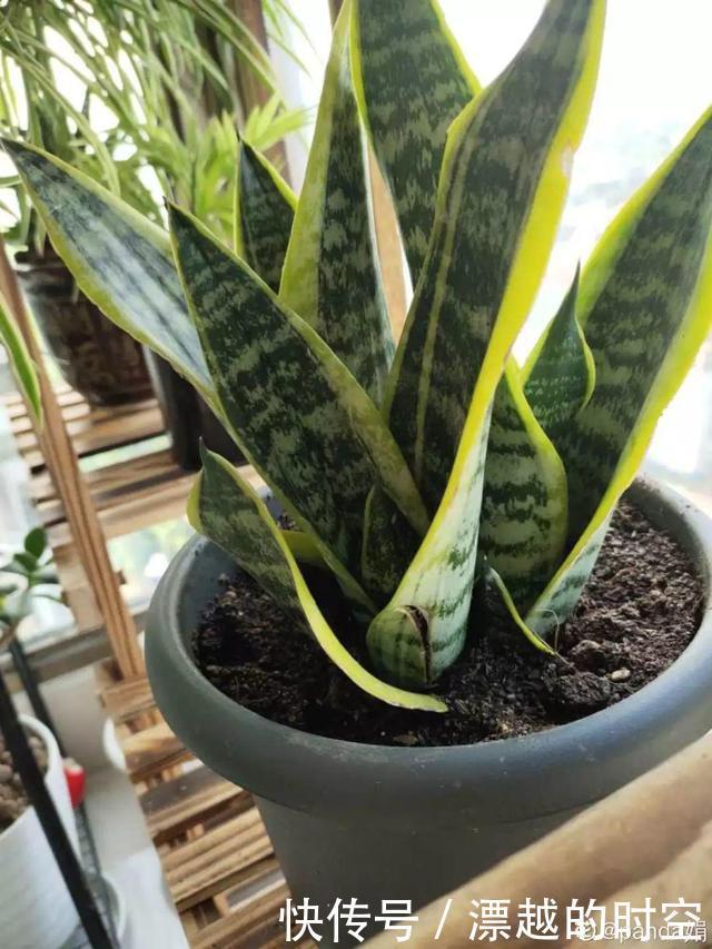 柚子树能盆栽吗？柚子盆栽种植指南