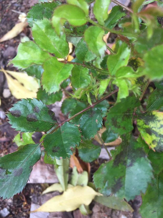 盆栽种植方法大全：打造绿色生活空间