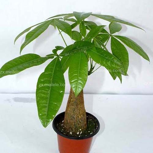 盆栽桂花的修剪图：专业园丁的修剪指南