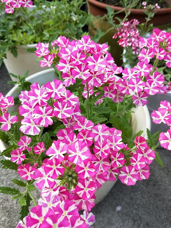 盆栽养殖香菜：打造家庭绿色小菜园