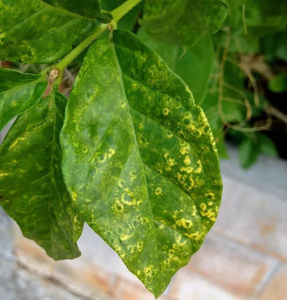 盆栽栀子花叶子发黄：原因分析与解决方法