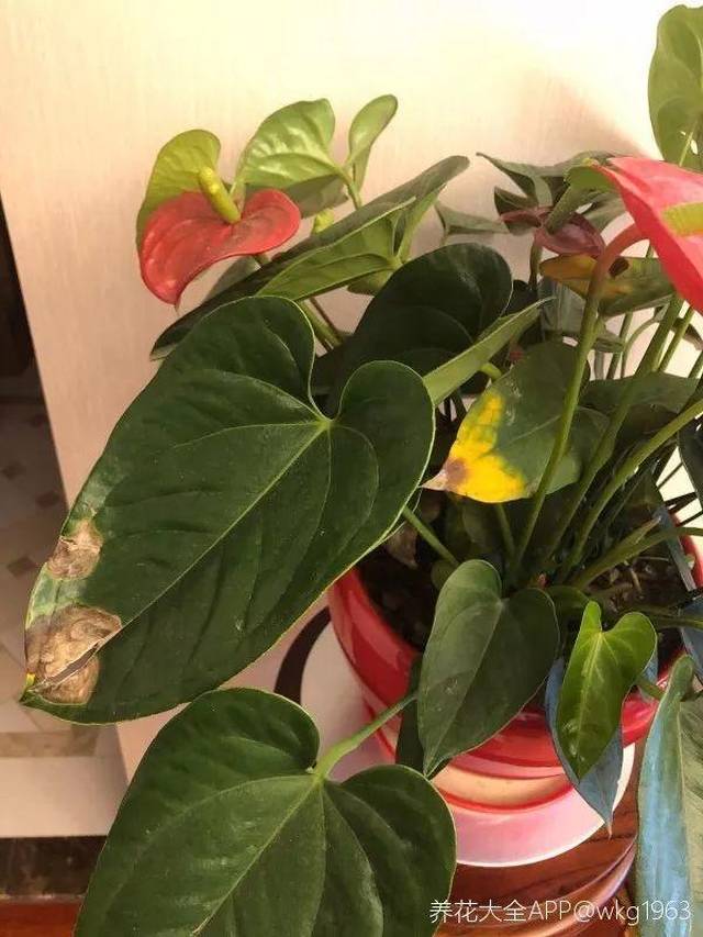 盆栽铁皮石斛栽培方法：掌握要点，养出健康植株