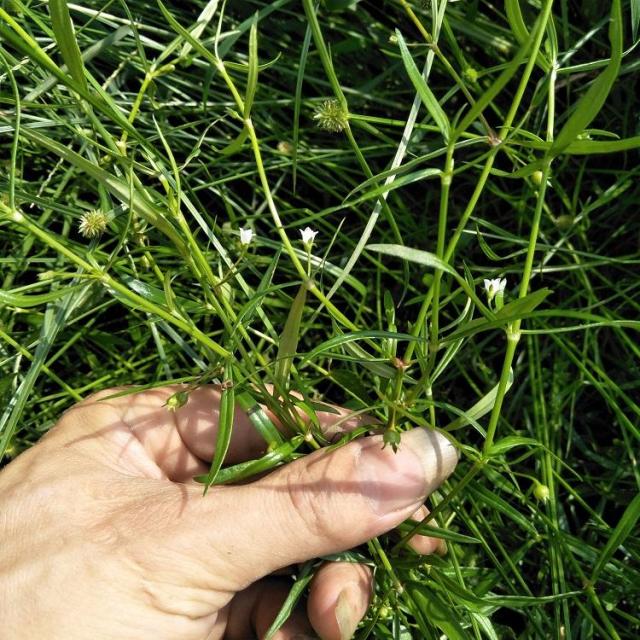 木瓜盆栽图片：种植与养护指南