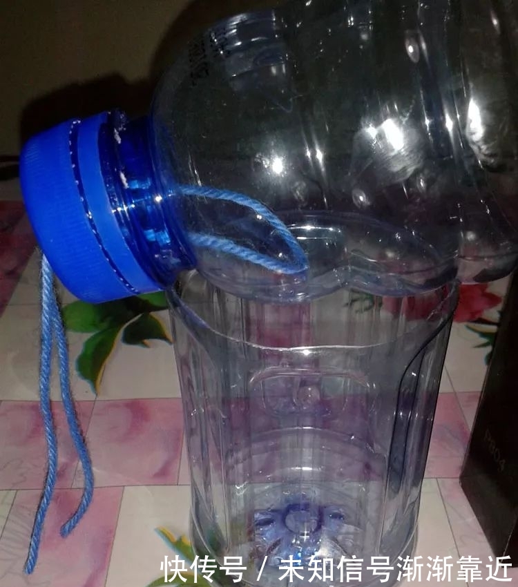 盆栽葡萄树的品种：探索多样化的种植选择