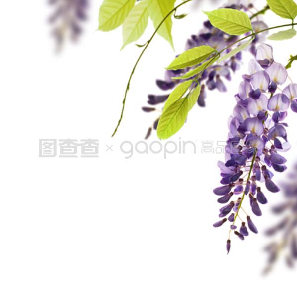 开白花的盆栽图片：探索养护之美