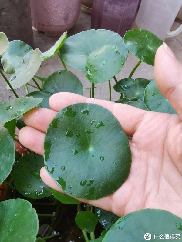 栀子花盆栽怎么浇水 - 植物养殖园丁指南