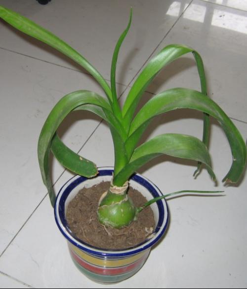 自制盆栽化肥：环保又经济，养植新选择