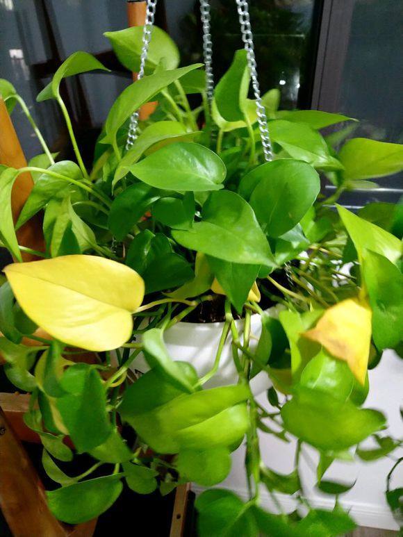 扦插虎皮兰的技巧：养植专家的实操指南
