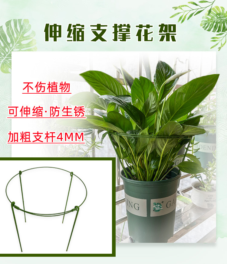 鸭脚木扦插：繁殖新植株的详细指南