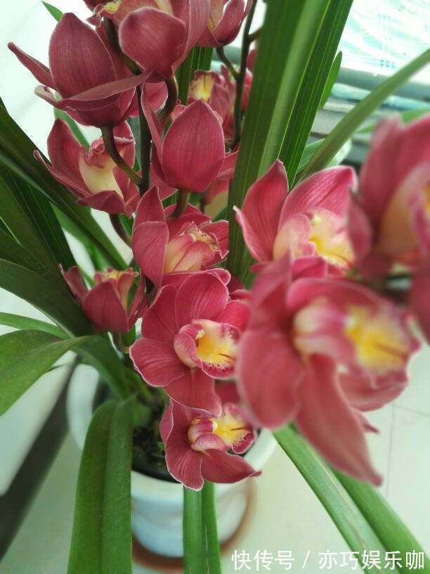 桂花如何扦插视频：掌握技巧，轻松繁殖桂花