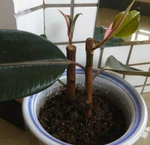 可以扦插的花卉：让你的园艺生活更加多彩