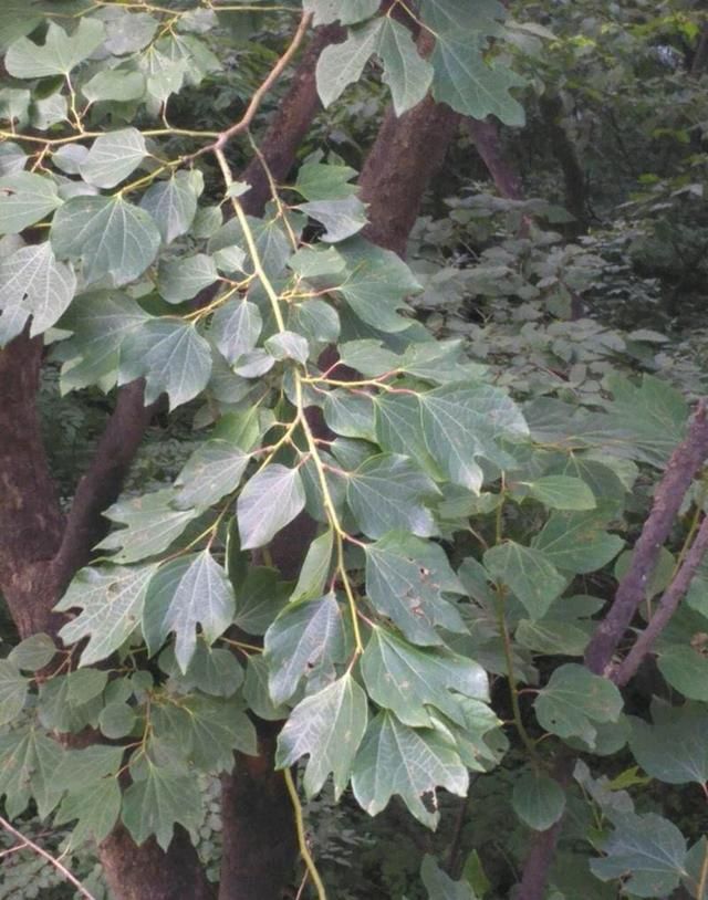 黄皮的扦插：掌握技巧，轻松繁殖
