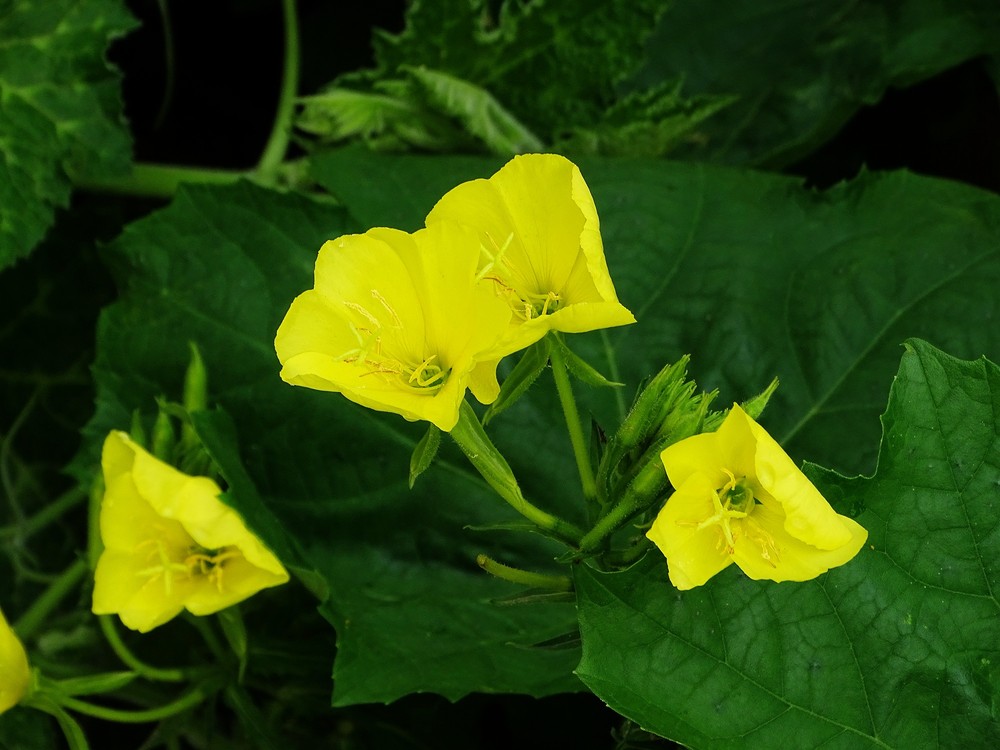 紫色茉莉扦插方法：繁殖技巧与实践指南