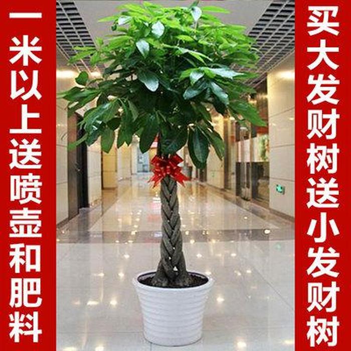 藤三七扦插视频：手把手教你成功繁殖藤三七