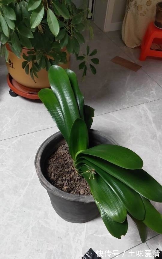 月见草的扦插：详解繁殖技巧与养护要点
