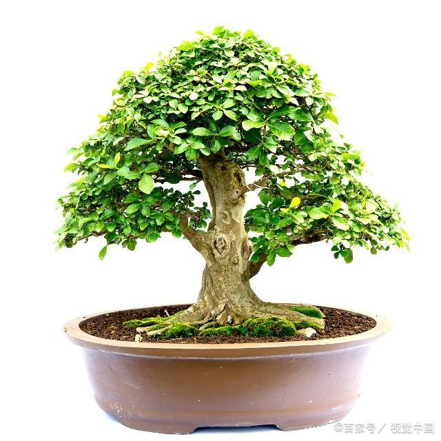 彩虹竹花扦插：繁衍美丽，掌握技巧是关键