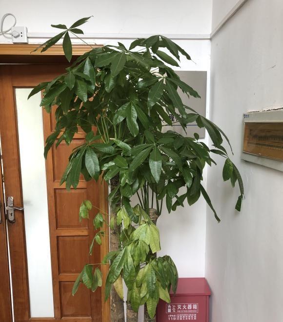 黄皮果可以盆栽吗？答案是肯定的！