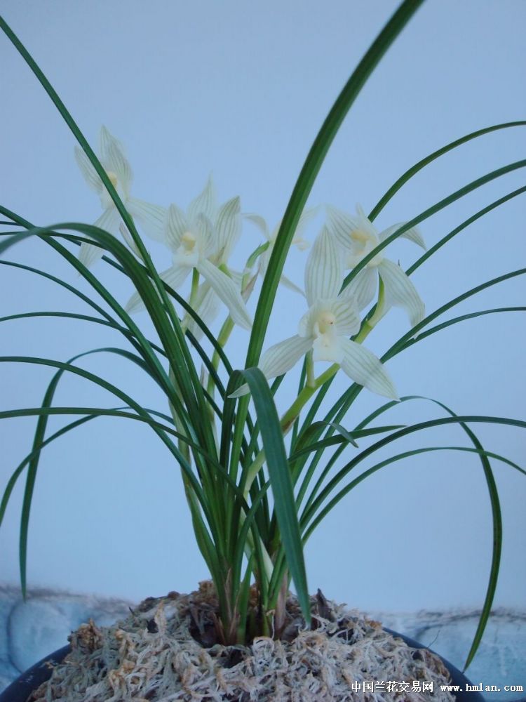 ### 盆栽月季怎么养：掌握技巧，让你的月季花开满枝头
