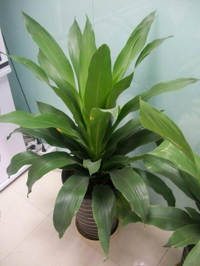盆栽圣女果的时间：掌握种植要领，收获鲜美果实