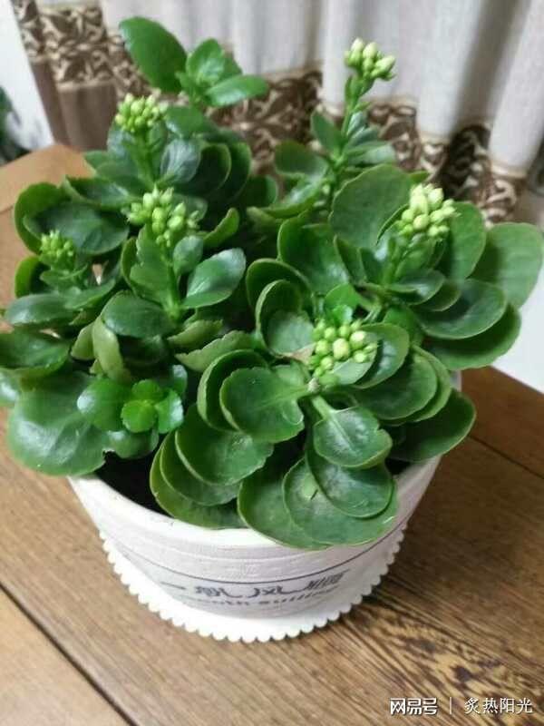 # 苹果盆栽种植方法大全