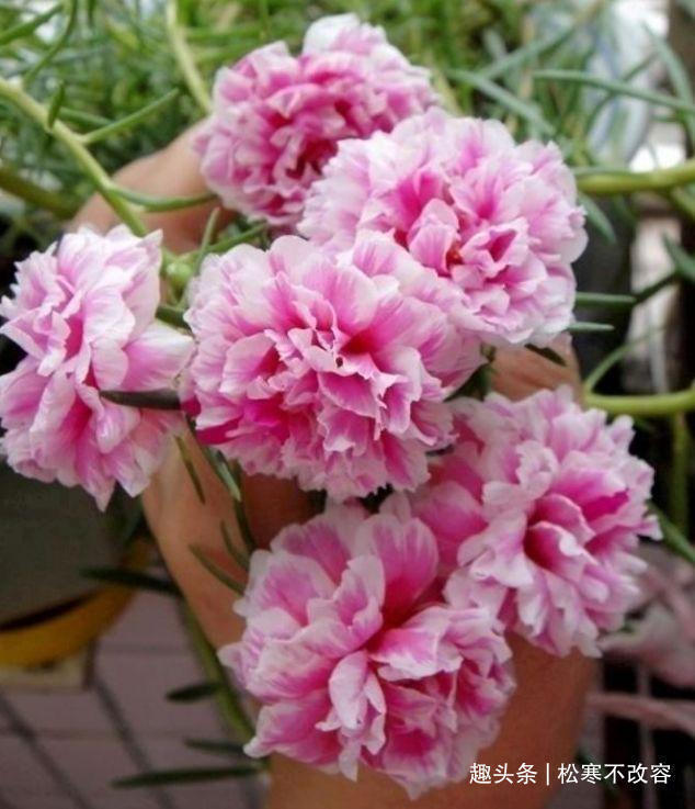 怎样盆栽蓝莓：家庭种植的甜蜜秘诀