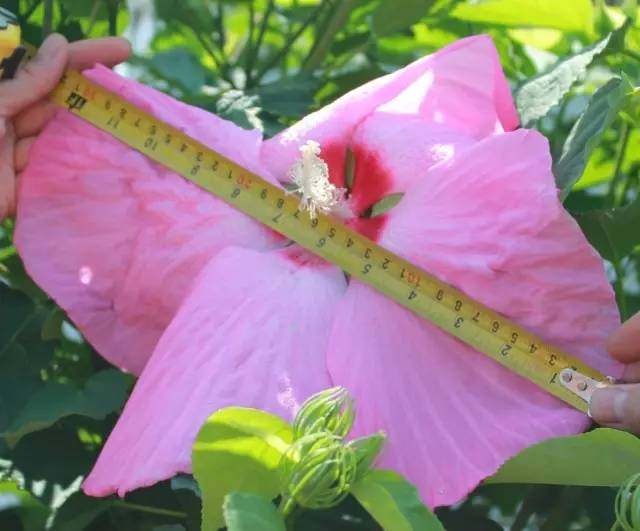 家里自制花生盆栽：种植乐趣与美味双重享受