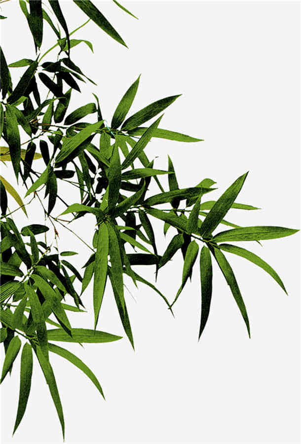 盆栽苏铁养殖方法