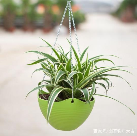 冬季盆栽柠檬的管理