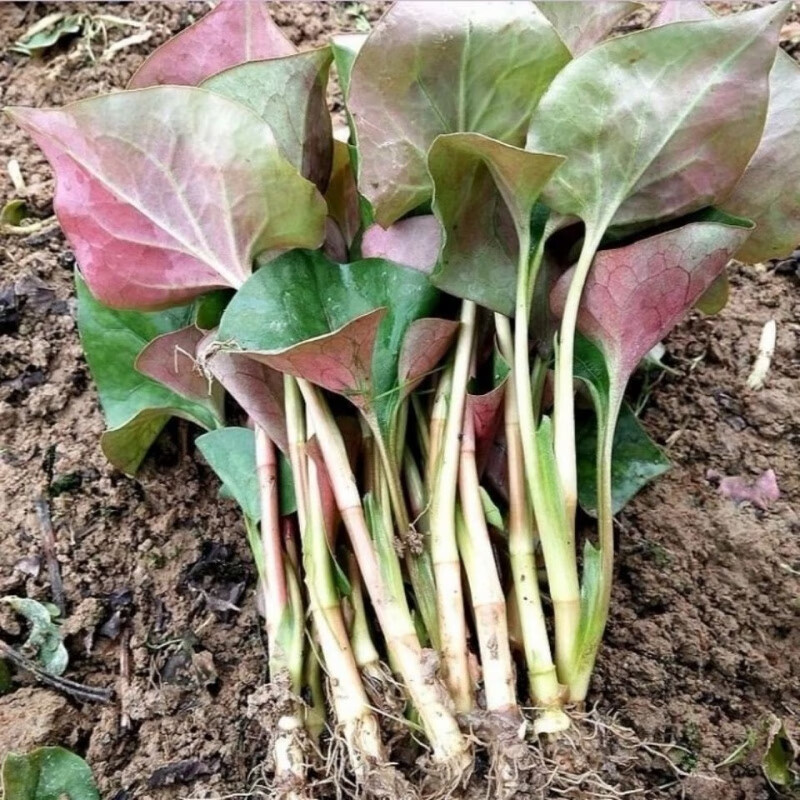 矢车菊适合盆栽吗？揭秘其养殖要点