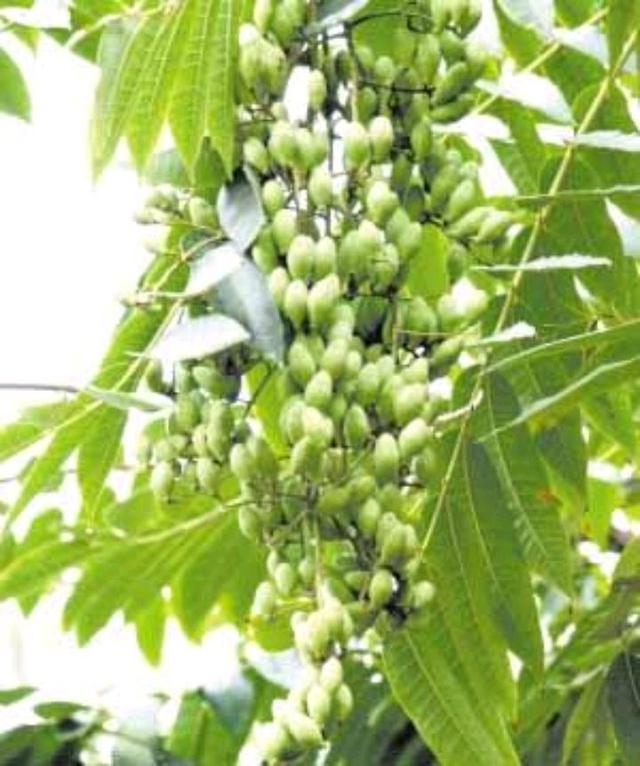 盆栽栀子花的养护