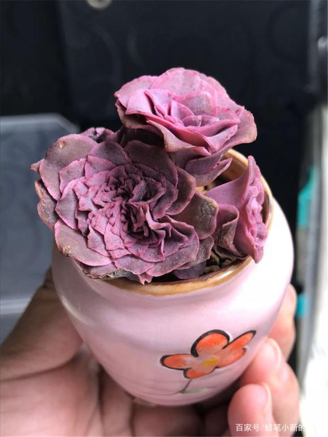 兰花盆栽：优雅之选，养护指南