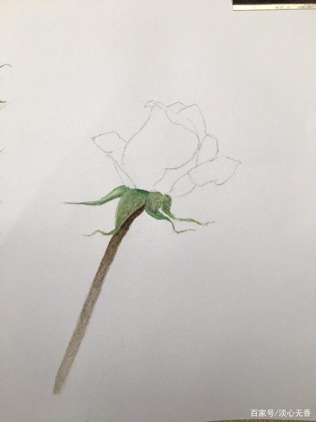 锦带花盆栽：养殖技巧与注意事项