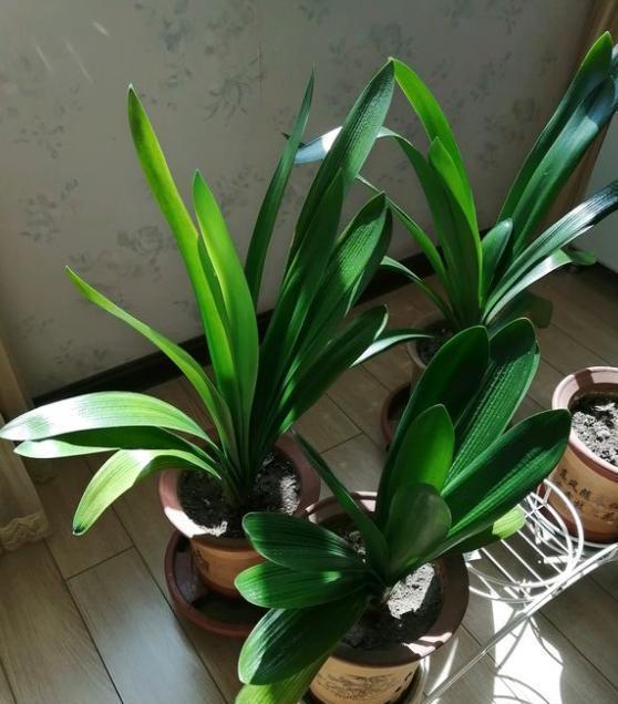 怎样盆栽甜椒 - 家庭种植指南