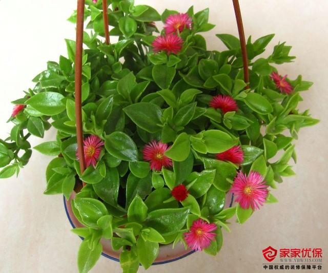 盆栽石斛怎么扦插：专业园丁的详细指南