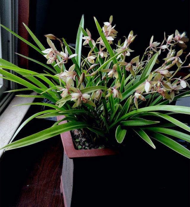 菠萝盆栽怎么种：家庭种植新选择