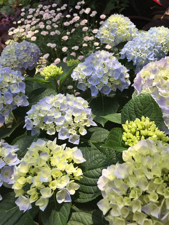 金樱子扦插苗几年结果 - 植物养殖指南