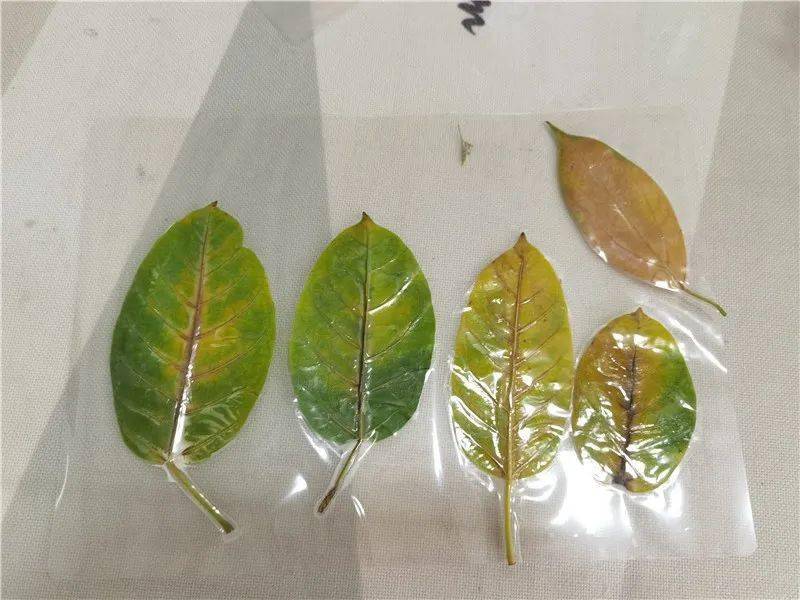 大桐岩花扦插：掌握技巧，养出繁茂花丛