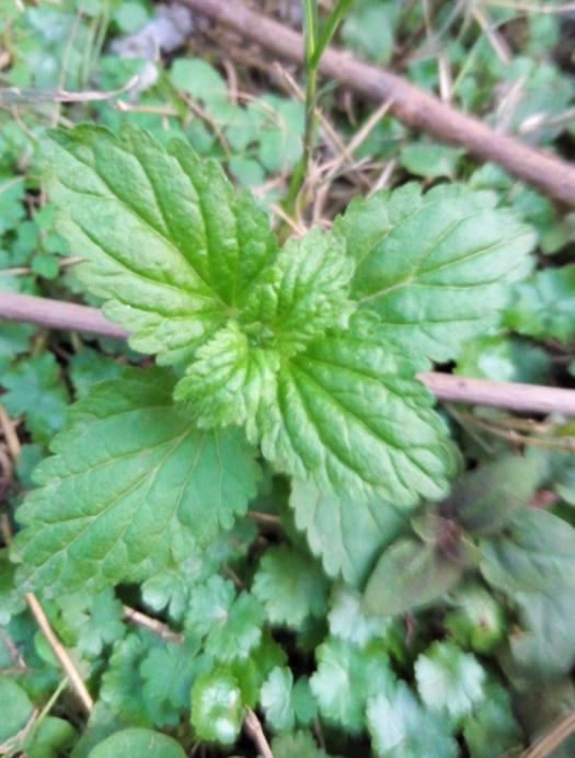 盆栽梅花换土视频：教你轻松养护梅花盆栽