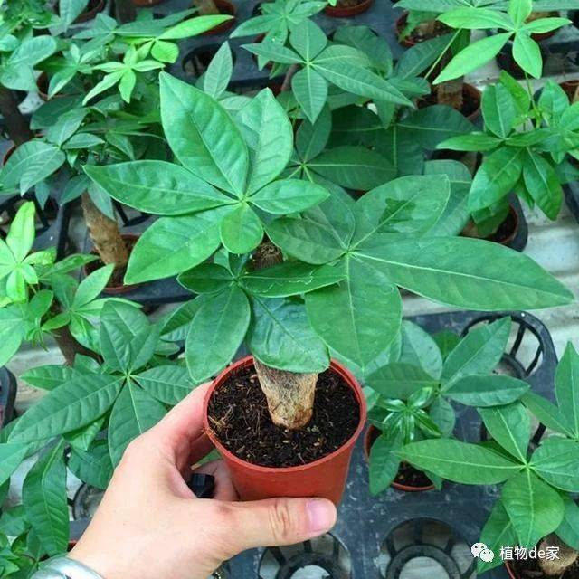 盆栽葱头开花：揭秘背后的养护秘诀