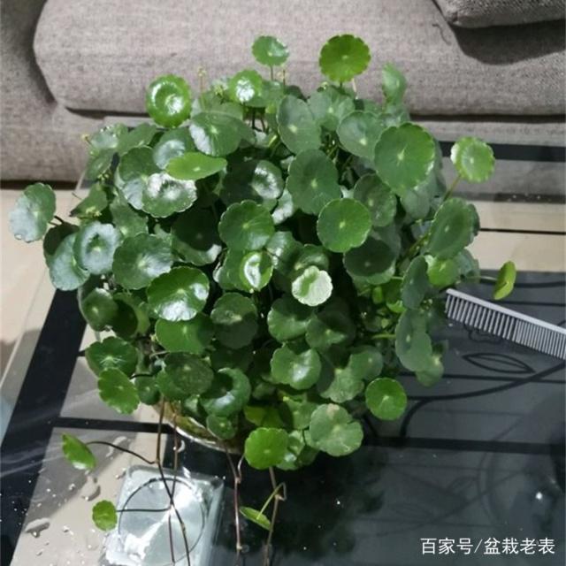# 如何制作盆栽：打造个性化绿色空间