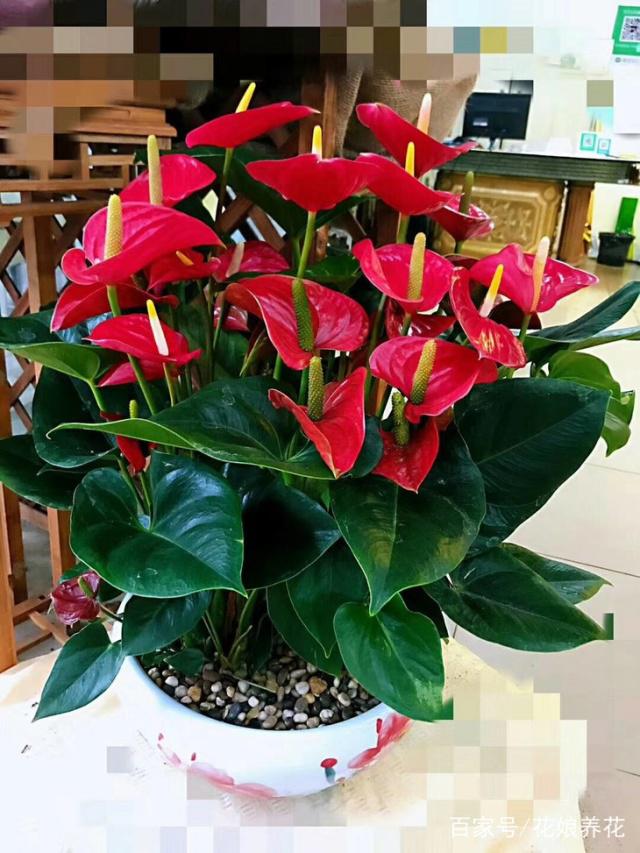 盆栽植物贴图：点亮家居温馨的绿色点缀