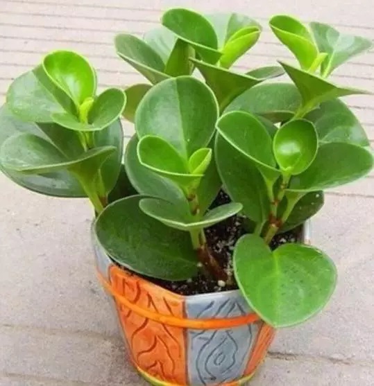 盆栽藕的种植方法