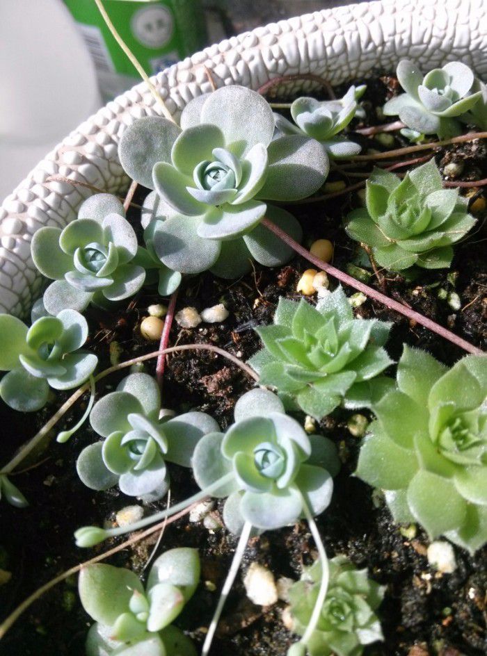 绣球花一月份能扦插吗？专业园丁为您解答