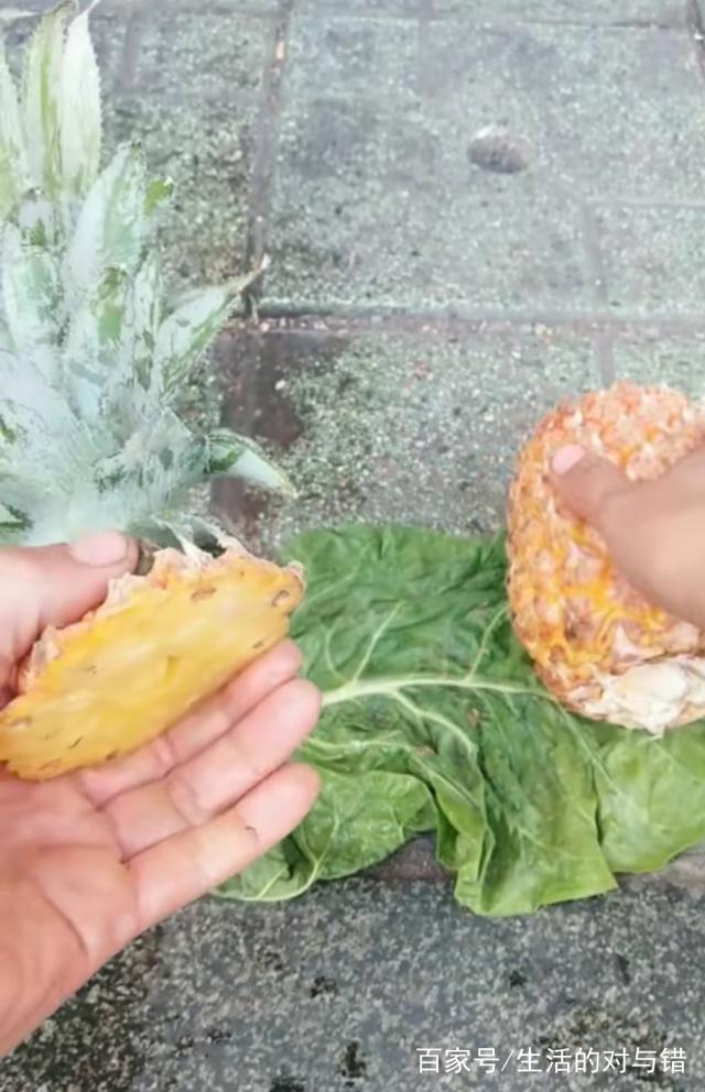 丽格海棠能扦插：繁殖新植株的简易方法