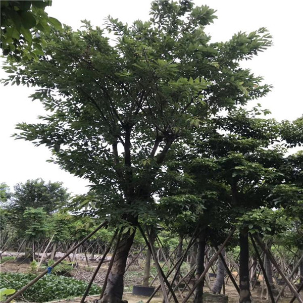 扦插瑞香方法：繁殖瑞香的简便技巧