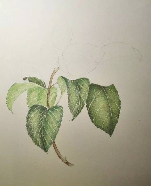 怎么扦插云竹 - 植物养殖园丁专业指南